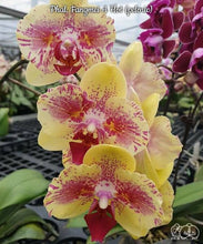 Načíst obrázek do prohlížeče Galerie, Phalaenopsis  Fangmei A Hot (peloric) DOSTUPNÉ V 2. POLOVINĚ DUBNA!!!
