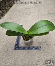 Načíst obrázek do prohlížeče Galerie, Phalaenopsis  Fangmei A Hot (peloric) DOSTUPNÉ V 2. POLOVINĚ DUBNA!!!
