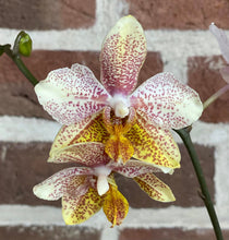 Načíst obrázek do prohlížeče Galerie, Phal. (GW Green world x Yaphon Goldrose) x stuartiana yellow
