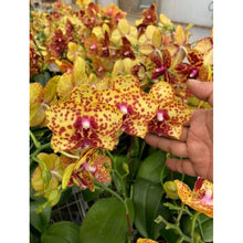 Načíst obrázek do prohlížeče Galerie, Phal. (GW Green world x Yaphon Goldrose) x stuartiana yellow

