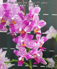 Načíst obrázek do prohlížeče Galerie, Phal. Hualien Pink Galaxy &#39;272&#39; (peloric)Voňavá
