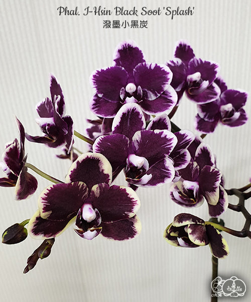 Phal. I-Hsin Black Soot 'Splash'
