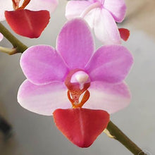 Načíst obrázek do prohlížeče Galerie, Phal. Liu’s Berry , Liu’s cute angel {1155}
