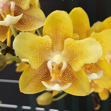 Načíst obrázek do prohlížeče Galerie, Phal. KS Balm &#39;Yellow Chocolate&#39; (peloric - 2 eyes) VONÍCÍ

