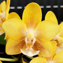 Načíst obrázek do prohlížeče Galerie, Phal. KS Balm &#39;Yellow Chocolate&#39; (peloric - 2 eyes) VONÍCÍ
