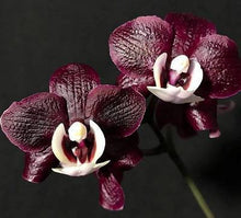 Načíst obrázek do prohlížeče Galerie, Phal. Kaoda Twinkle chocolate Aroma
