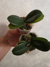 Načíst obrázek do prohlížeče Galerie, Phal. Kaoda Twinkle chocolate Aroma
