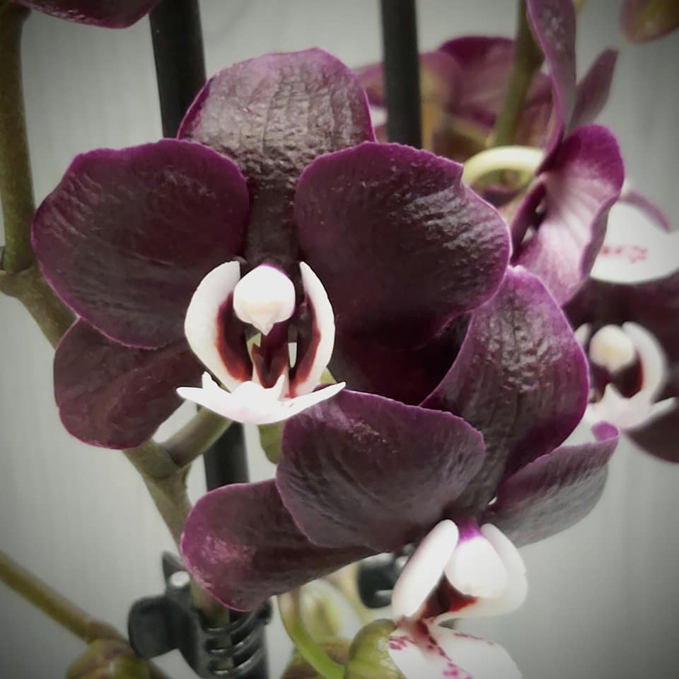 Phal. Kaoda Twinkle chocolate Aroma