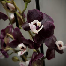 Načíst obrázek do prohlížeče Galerie, Phal. Kaoda Twinkle chocolate Aroma
