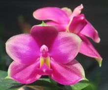 Načíst obrázek do prohlížeče Galerie, Phal. Violacea x LL Blue in Green KM3455
