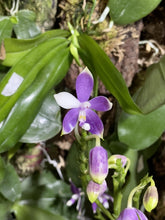 Načíst obrázek do prohlížeče Galerie, Phal. Lioulin Blue Jenny x Yaphon Blue Jewel - KM3444
