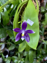 Načíst obrázek do prohlížeče Galerie, Phal. Lioulin Blue Jenny x Yaphon Blue Jewel - KM3444
