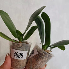 Načíst obrázek do prohlížeče Galerie, Phal. Profar Python {PF- 4888}
