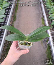 Načíst obrázek do prohlížeče Galerie, Phalaenopsis Little Emperor &#39;560&#39; (peloric -2 eyes) Voňavá  DOSTUPNÉ V 2. POLOVINĚ DUBNA!!!
