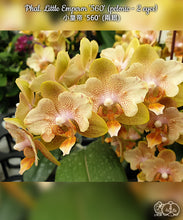 Načíst obrázek do prohlížeče Galerie, Phalaenopsis Little Emperor &#39;560&#39; (peloric -2 eyes) Voňavá  DOSTUPNÉ V 2. POLOVINĚ DUBNA!!!
