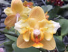 Phalaenopsis Little Emperor '560' (pelorisch -2 Augen) - duftend {B53} 