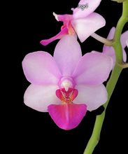 Načíst obrázek do prohlížeče Galerie, Phal. Liu’s Berry , Liu’s cute angel {1155}
