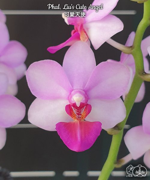 Phal. Liu’s Berry , Liu’s cute angel {1155}