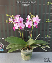 Načíst obrázek do prohlížeče Galerie, Phal. Liu’s Berry , Liu’s cute angel {1155}
