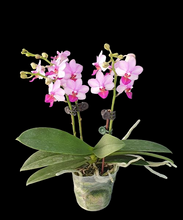 Načíst obrázek do prohlížeče Galerie, Phal. Liu’s Berry , Liu’s cute angel {1155}
