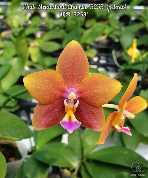 Phal. Meidarland Chambe '3253' (peloric) vonící