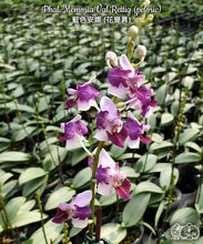 Načíst obrázek do prohlížeče Galerie, Phalaenopsis Memoria Val Rettig (peloric) DOSTUPNÉ V 2. POLOVINĚ DUBNA!!!

