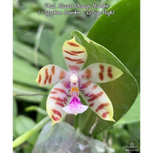 Načíst obrázek do prohlížeče Galerie, Phal. Baby Smile x yaphon mambo {6216}
