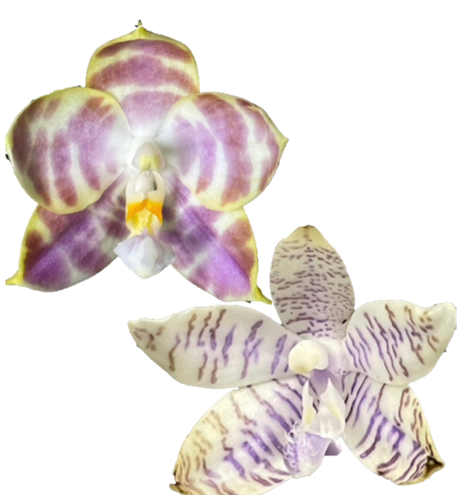 Phal. (Mituo Golden Tiger x Yaphon Yellow Story) x Lueddemannian f. coerulea Hybrid