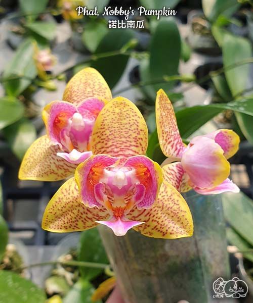 Phalaenopsis Nobby's Pumpkin - Voňavá  {B9}