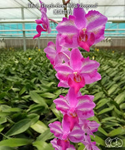 Načíst obrázek do prohlížeče Galerie, Phal. Purple Gem &#39;Miki Leopard&#39;
