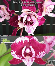 Načíst obrázek do prohlížeče Galerie, Phal. SKB Black Lace Dark
