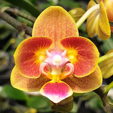 Načíst obrázek do prohlížeče Galerie, Phal. Shih Fang Savory Orange (peloric)-{5649} VONÍCÍ
