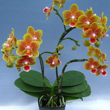 Načíst obrázek do prohlížeče Galerie, Phal. Shih Fang Savory Orange (peloric)-{5649} VONÍCÍ
