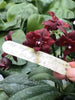 Phal. (Sogo Gotris-Taida Pearl) ’Black ES-1’