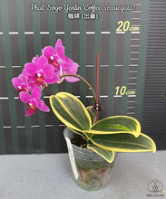 Načíst obrázek do prohlížeče Galerie, Phal. Sogo Yenlin &#39;Coffee&#39; (variegata)
