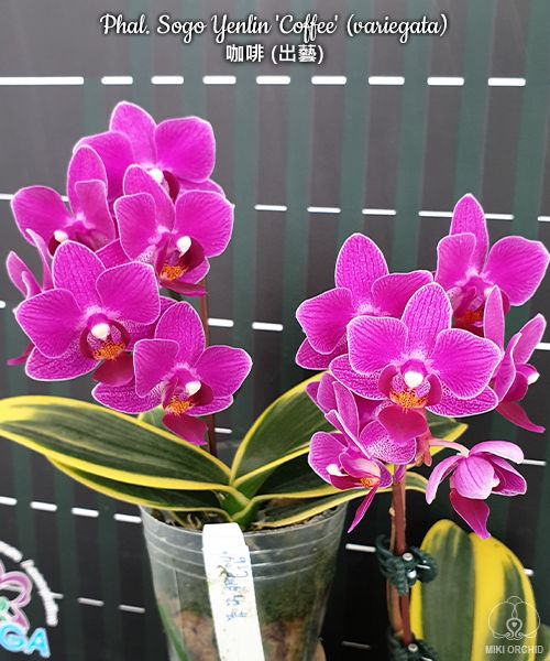 Phal. Sogo Yenlin 'Coffee' (variegata)
