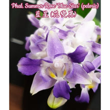 Lade das Bild in den Galerie-Viewer, Phal. Summer Rose 'Blue Star' (peloric) voňavá
