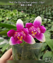 Načíst obrázek do prohlížeče Galerie, Phalaenopsis Vio Vio &#39;Cat Face&#39; (peloric - 3 lips) - voňavá  {B7}
