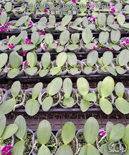 Načíst obrázek do prohlížeče Galerie, Phalaenopsis Vio Vio &#39;Cat Face&#39; (peloric - 3 lips) - voňavá  {B7}

