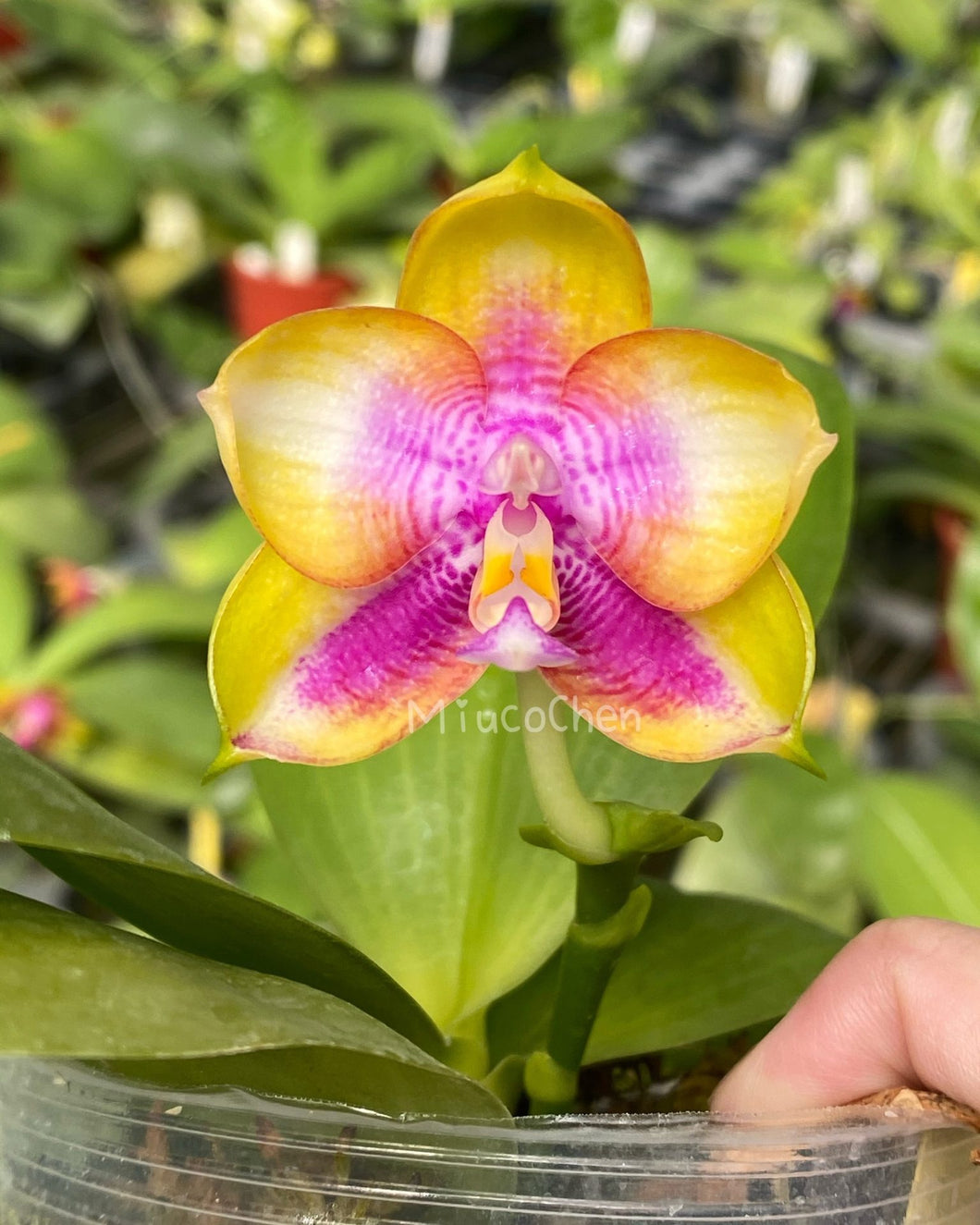 Phal. (Yaphon Red Bear x Mituo Prince)’MS’/ Clone