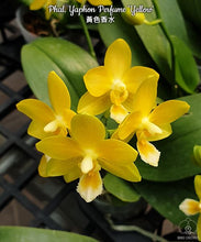 Načíst obrázek do prohlížeče Galerie, Phal. Yaphon Perfume &#39;Yellow&#39; Voňavá
