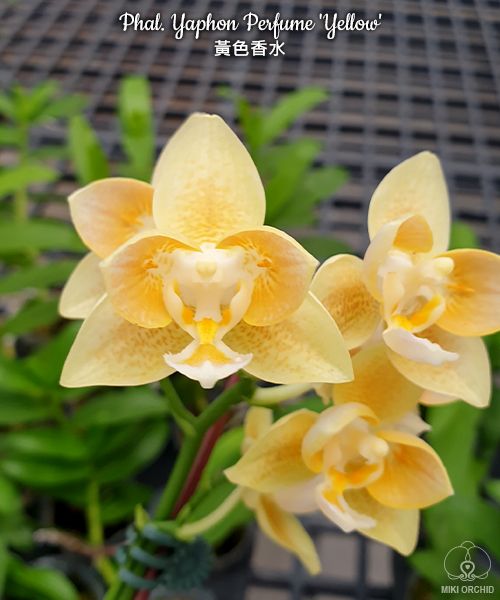 Phal. Yaphon Perfume 'Yellow' Voňavá