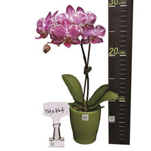 Načíst obrázek do prohlížeče Galerie, Phal. Younghome Kaleido N1814
