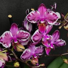 Načíst obrázek do prohlížeče Galerie, Phal. Younghome Kaleido N1814
