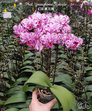 Načíst obrázek do prohlížeče Galerie, Phal. Younghome Kaleido N1814
