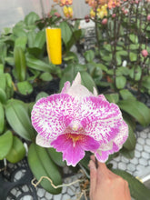 Načíst obrázek do prohlížeče Galerie, Phal. Polka Beauty .Yunger Heart
