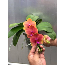 Lade das Bild in den Galerie-Viewer, Phalaenopsis.(Zheng Min Anaconda-Yaphon Dragon Maiden)’Golden Pink’
