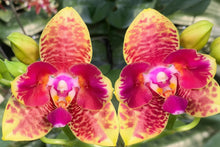 Načíst obrázek do prohlížeče Galerie, Phalaenopsis Orchid World 'ES'
