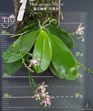 Načíst obrázek do prohlížeče Galerie, Phal. speciosa &#39;Mauve&#39; t{etraspis Purple}  Voňvá

