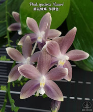 Načíst obrázek do prohlížeče Galerie, Phal. speciosa &#39;Mauve&#39; t{etraspis Purple}  Voňvá
